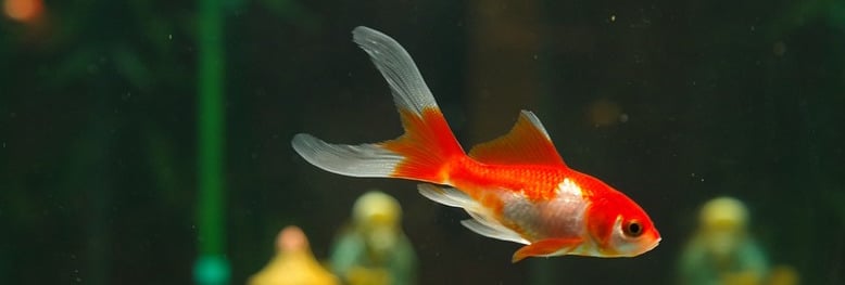 goldfish.jpg